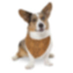 Thumbnail: Pet Collar BANDANA — Hunt Camp Antler