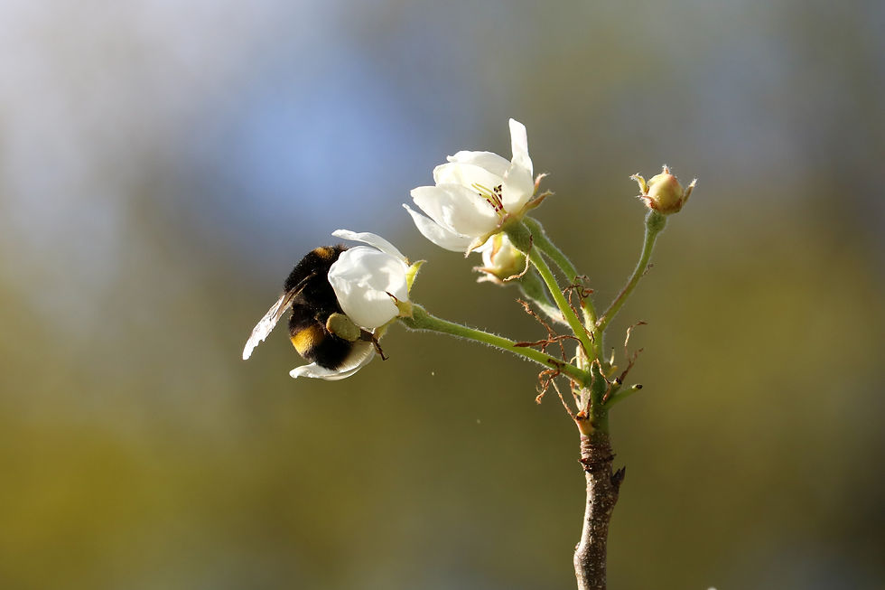 Erdhummelkönigin in der Birnenblüte (Foto: Julia Tertinek)