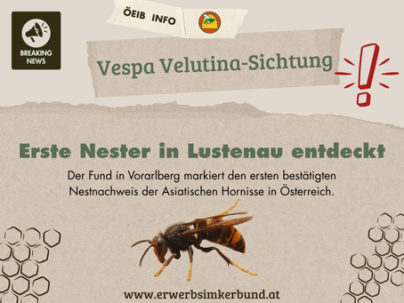 Erstes Nest der Asiatischen Hornisse in Österreich entdeckt