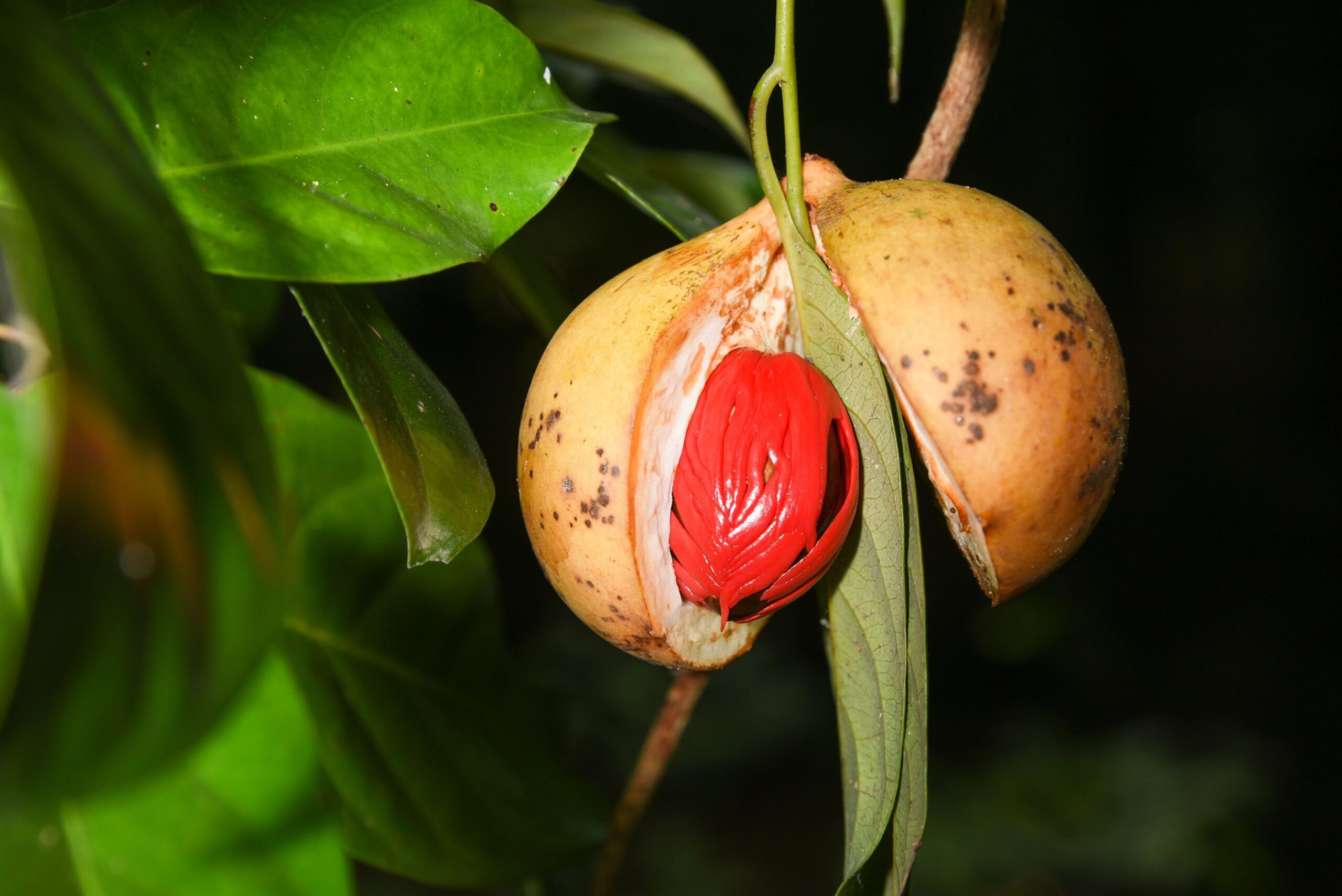 Nutmeg (Myristica fragrans)