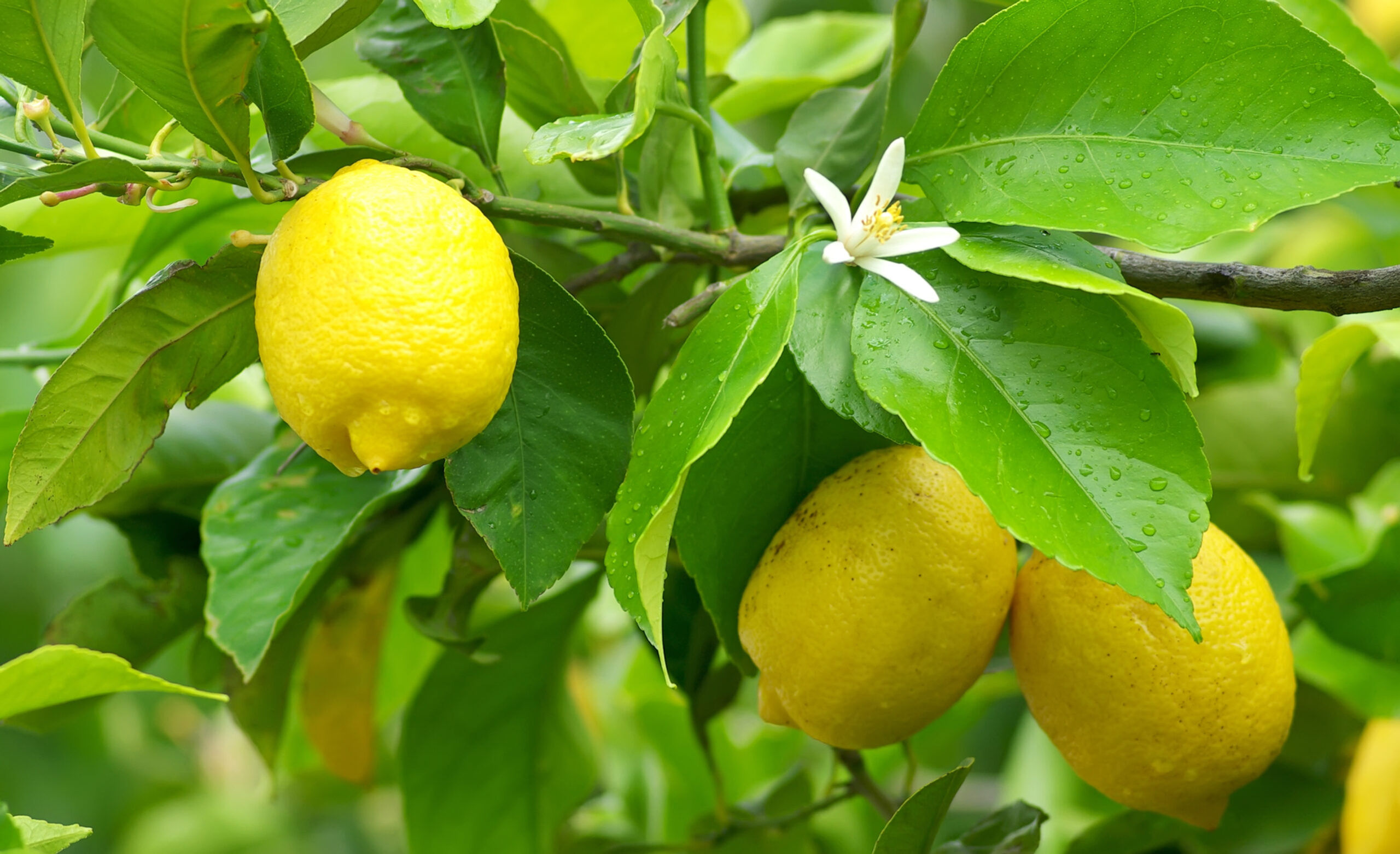 Lemon (Citrus limon)