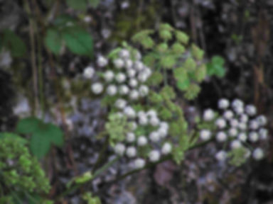 Angelica Root (Angelica archangelica)