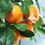 Thumbnail: Tangerine (Citrus reticulata)