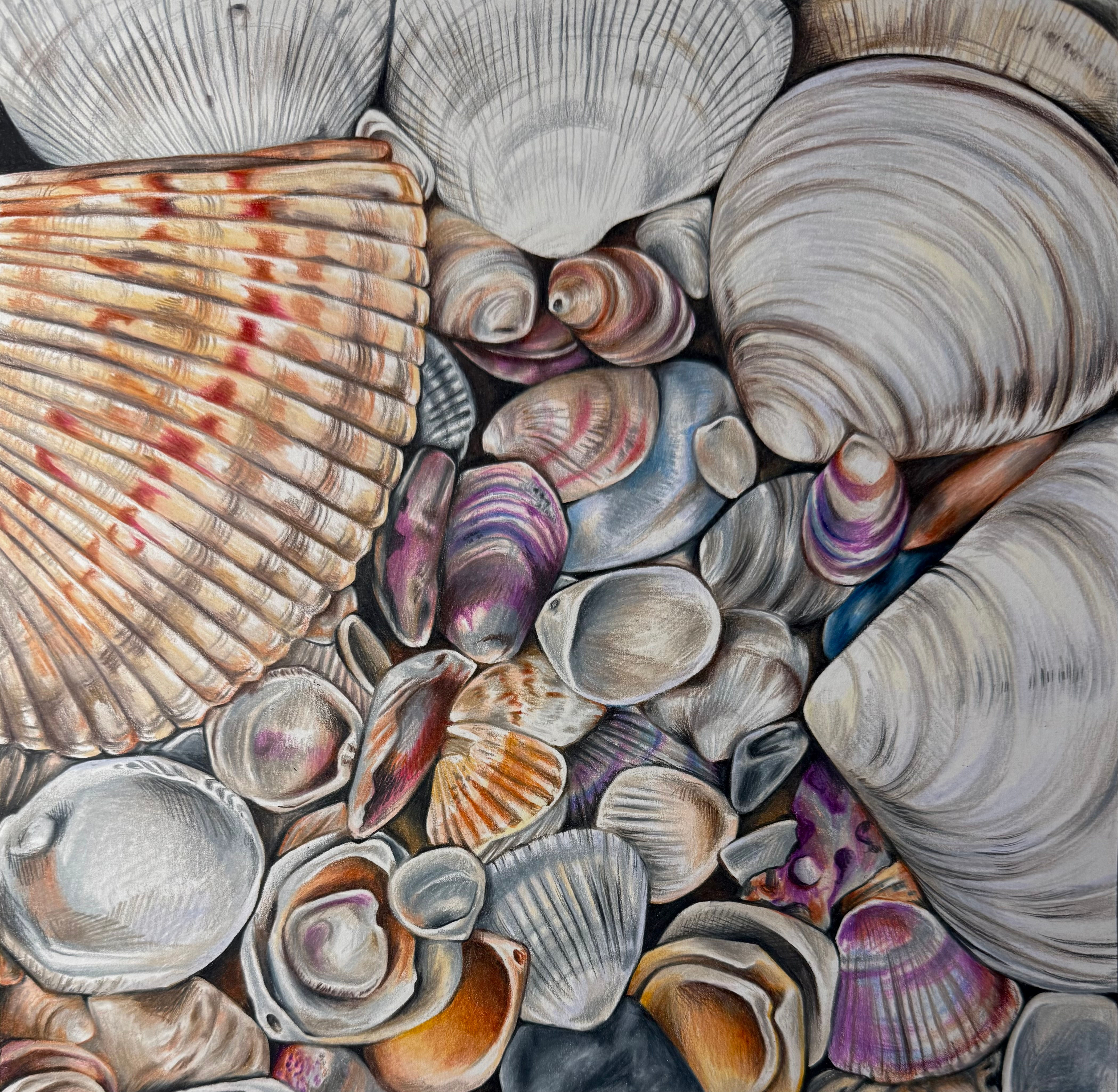 Seashell colored pencil drawing