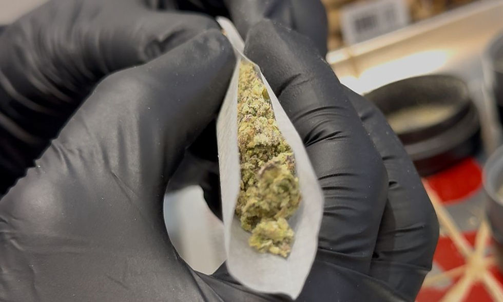Close-up of cannabis flower inside a rolling paper being shaped by gloved hands before sealing joint.