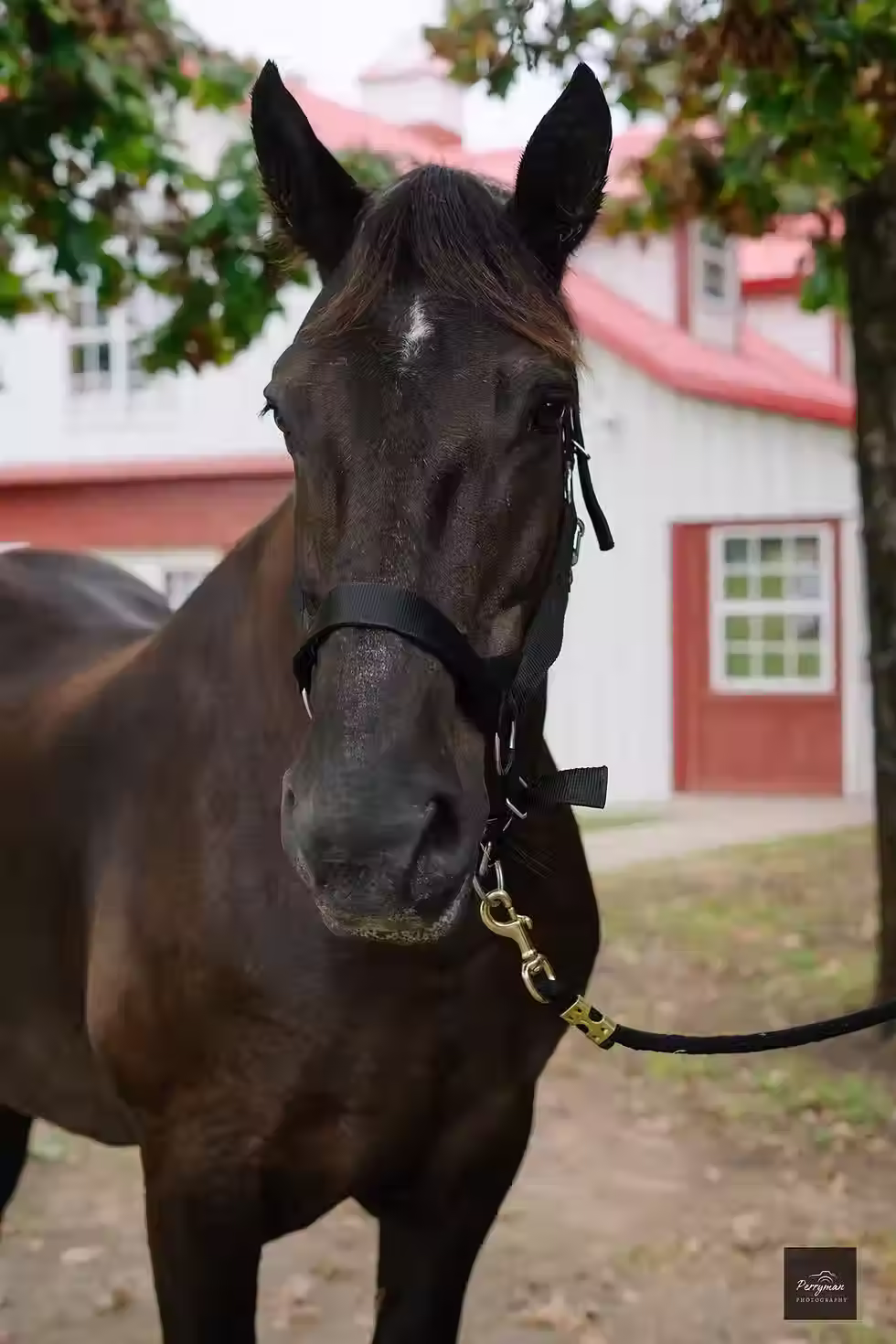 Horse at T-Rise Ranch in northeast Oklahoma