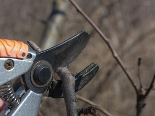 Comprehending Tree Health And Wellness: Secret Factors and Care Tips