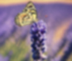 one butterfly, one caterpillar in a lavander field.jpg