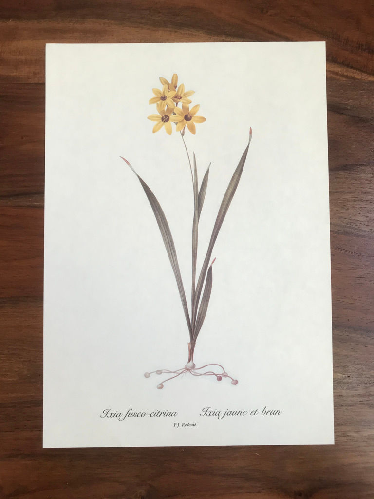 Redouté: Ixia Fusco-Citrina