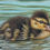 Thumbnail: Framed Original Pastel Drawing - Duckling