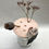 Thumbnail: Roots and Shoots Propagation Lid