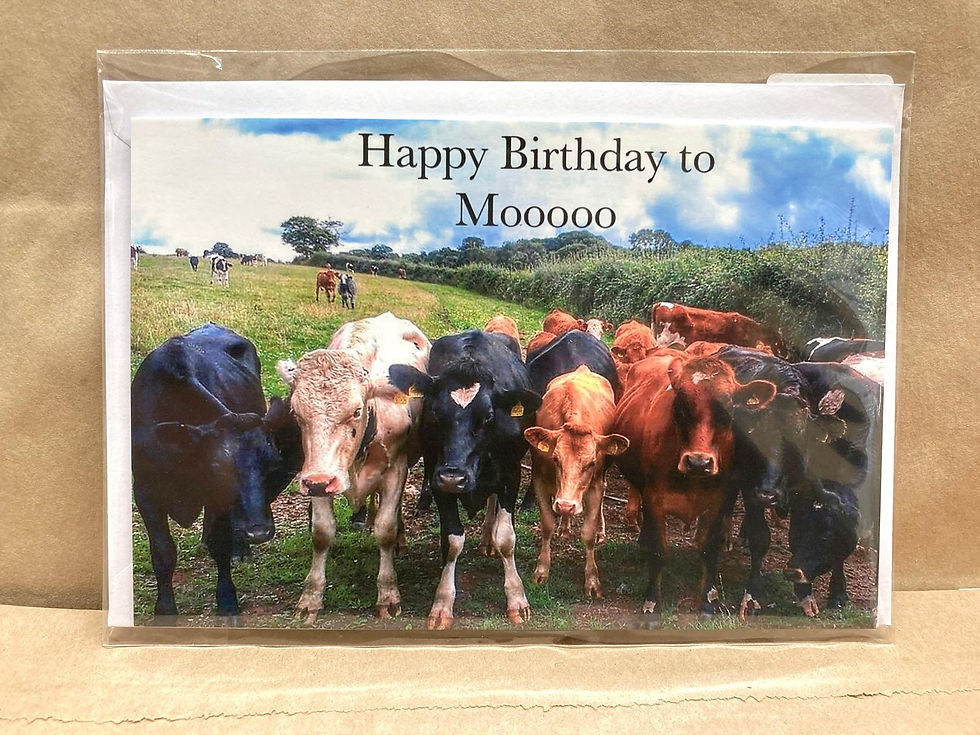'Happy Birthday to Mooooo' Photograph Card
