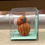 Thumbnail: Highland Cow