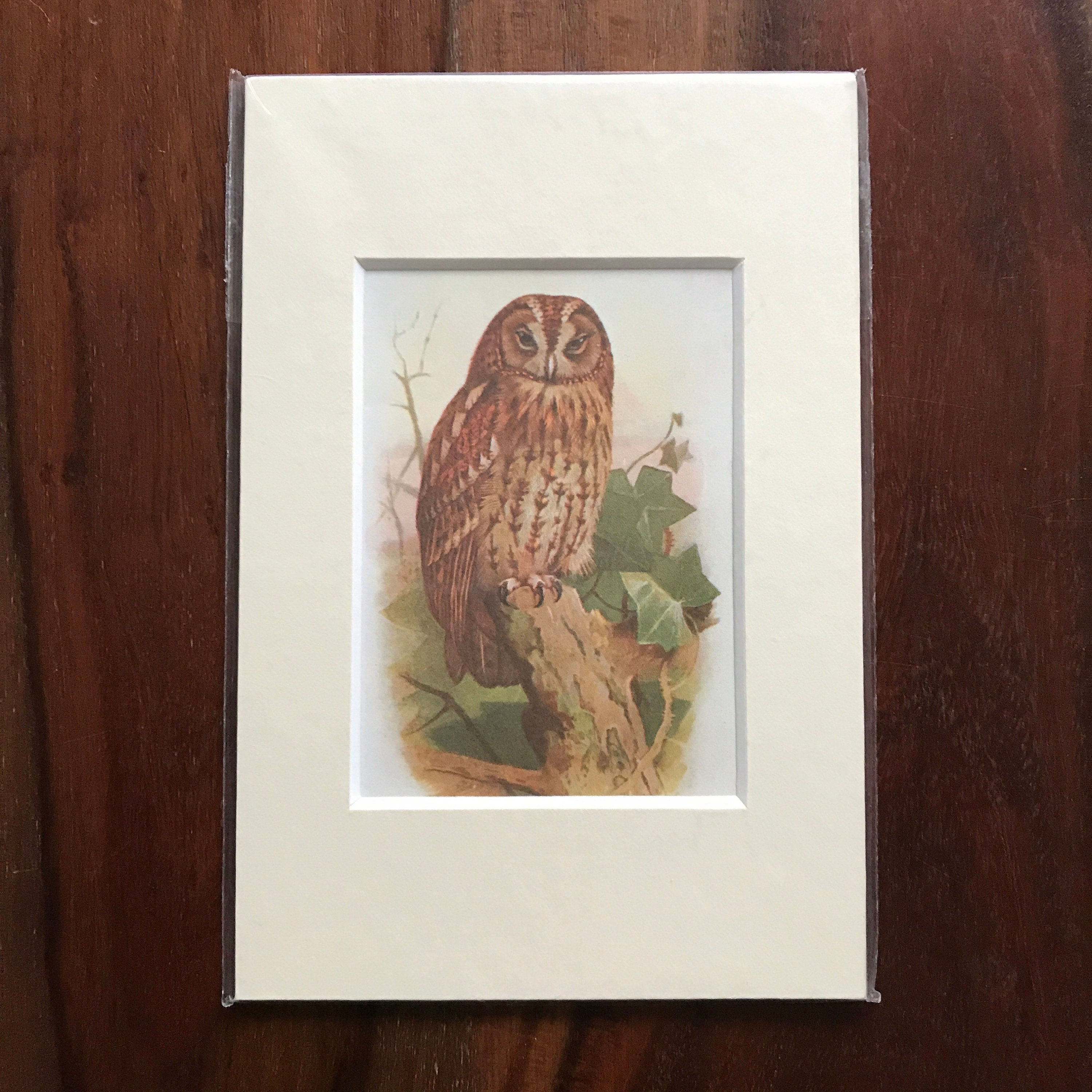 Mounted Original Print 'Tawny Owl'