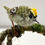 Thumbnail: 'Tree Light' Firecrest on Branch