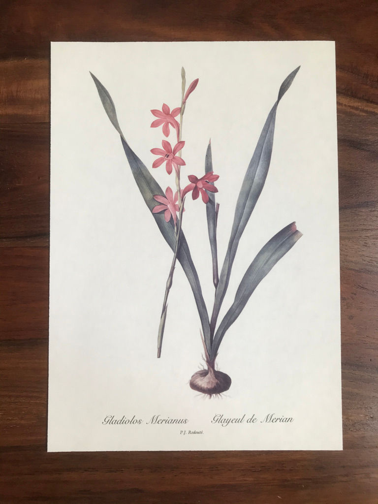 Redouté: Gladiolos Merianus