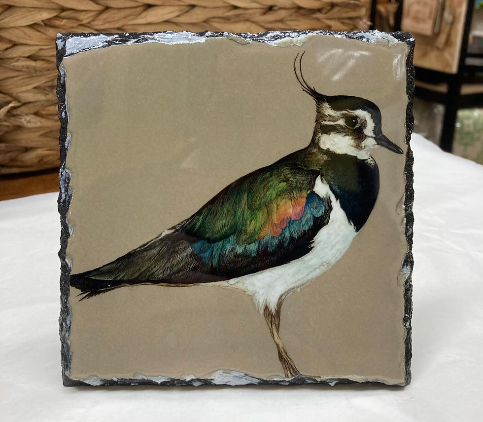 Thumbnail: Lapwing Slate