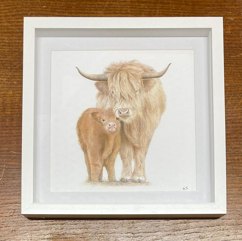 Thumbnail: Medium Framed Print - Highland Cow and Calf