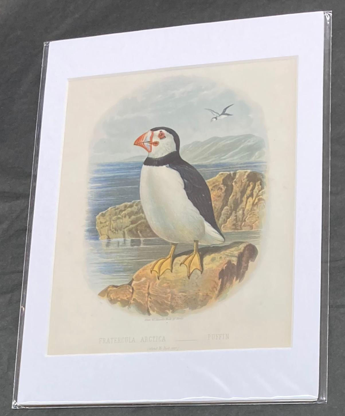 "Puffin" Antique Original Print