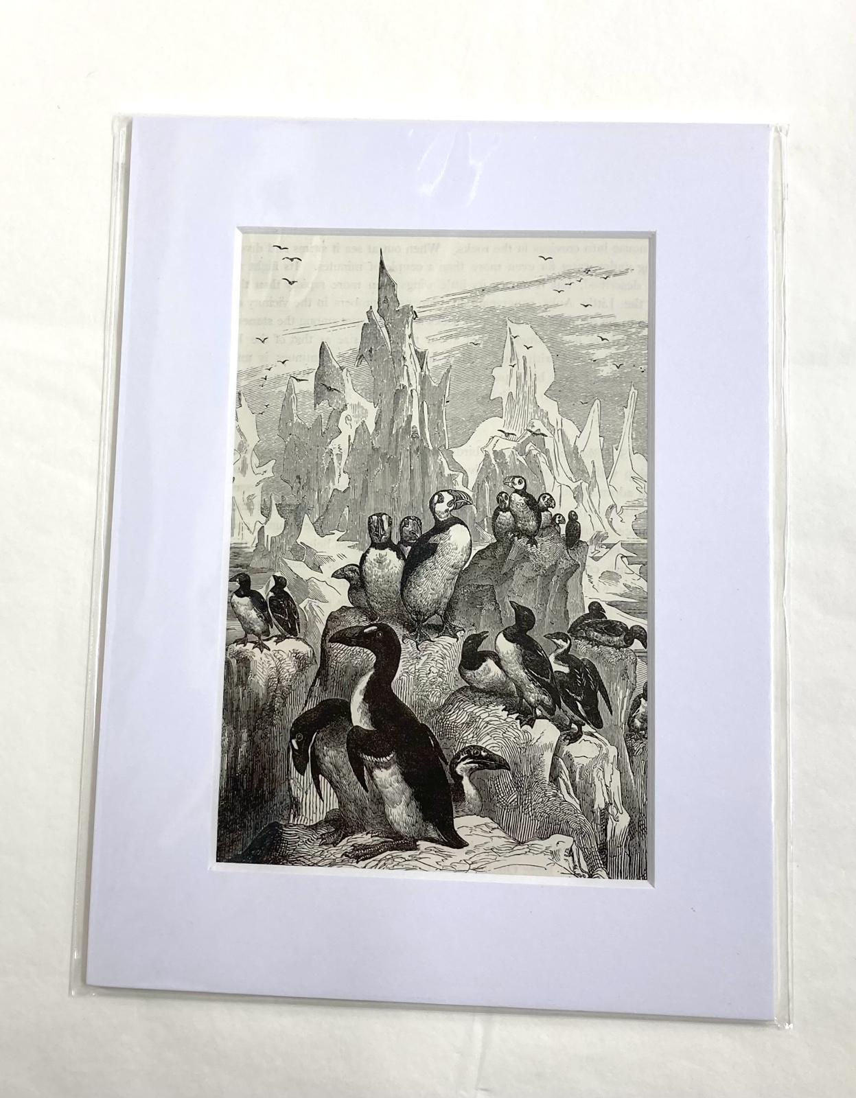 'An Assemblage of Auks' Illustration