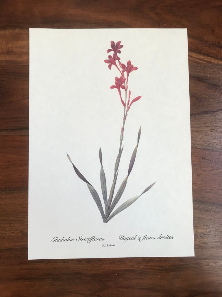 Redouté: Gladiolus Strictifloras