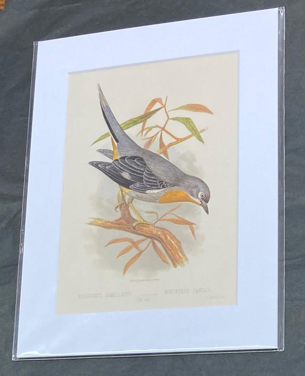 "Whiskered Fantail" Antique Original Print