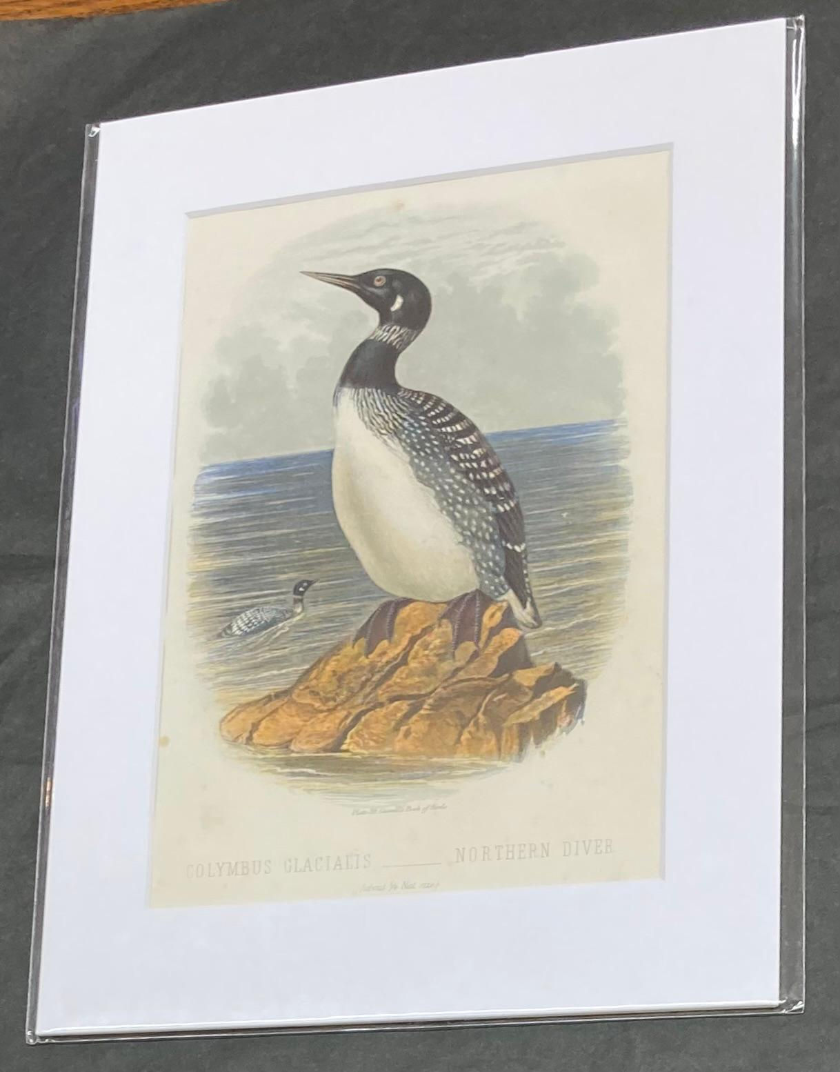 "Northern Diver" Antique Original Print