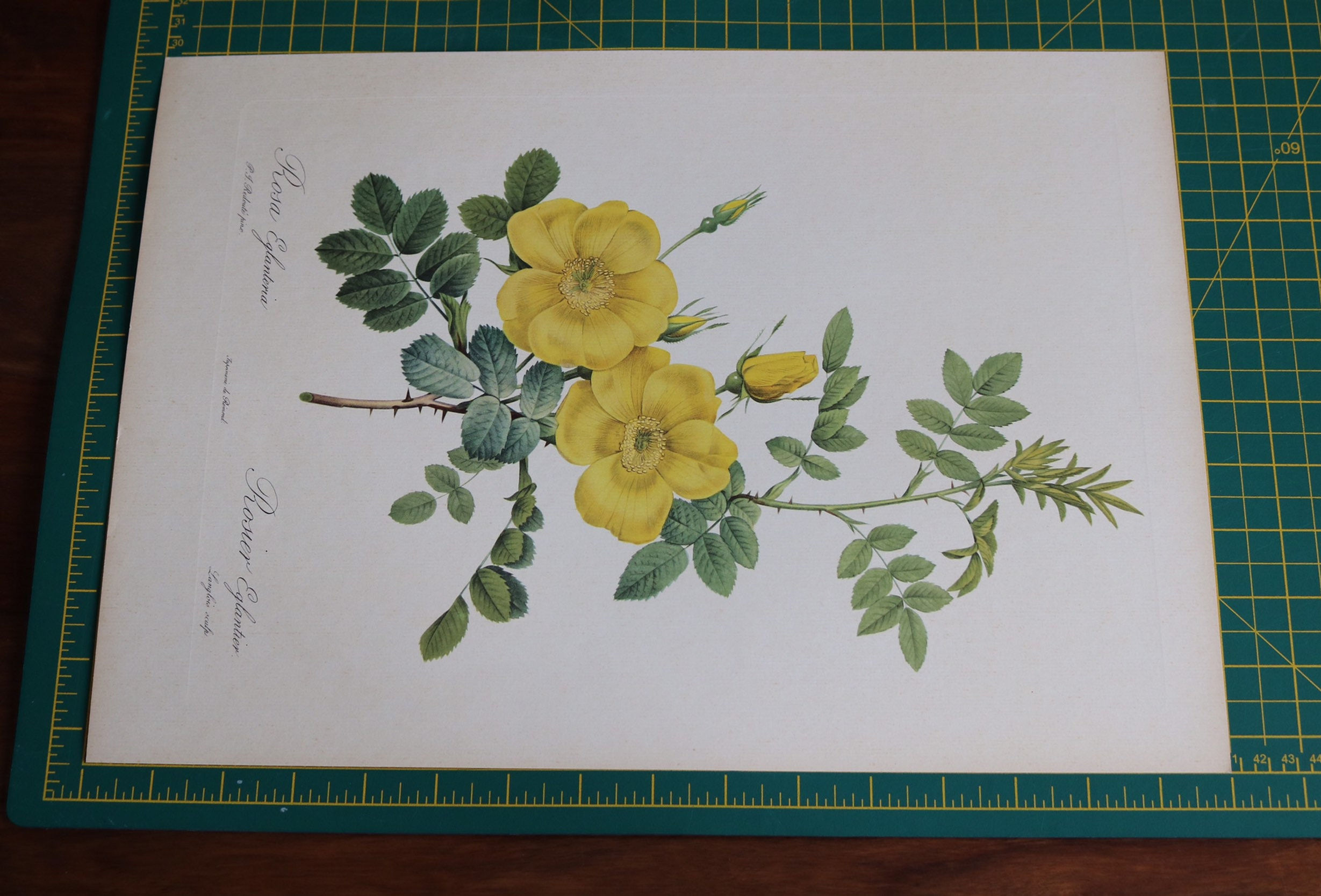 Redouté Rose: Rosa Eglanteria