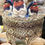 Thumbnail: "Good To Go" Bookshelf Swallows Nest