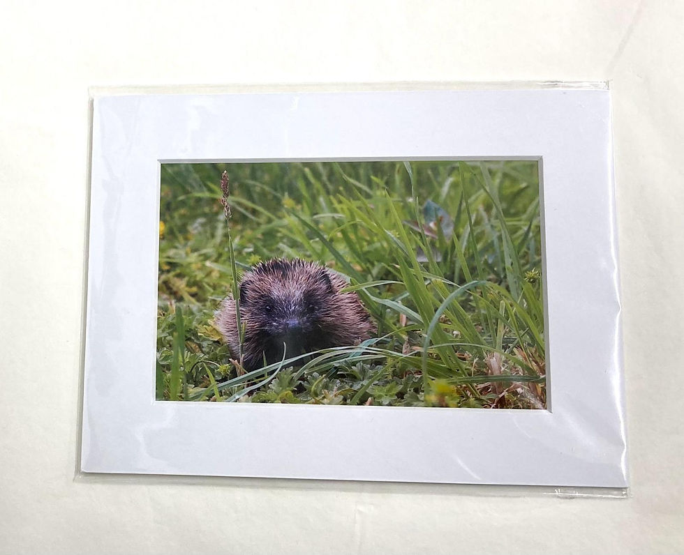 Hedgehog Photo