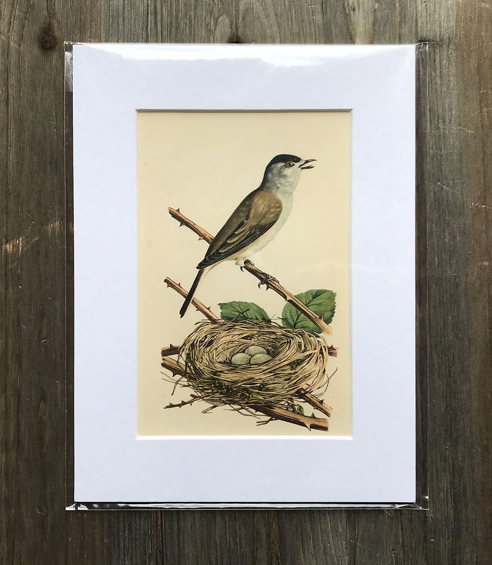 Mounted Original Print - Blackcap