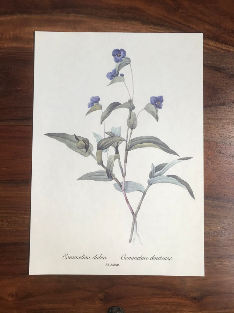 Redouté: Commelina Dubia