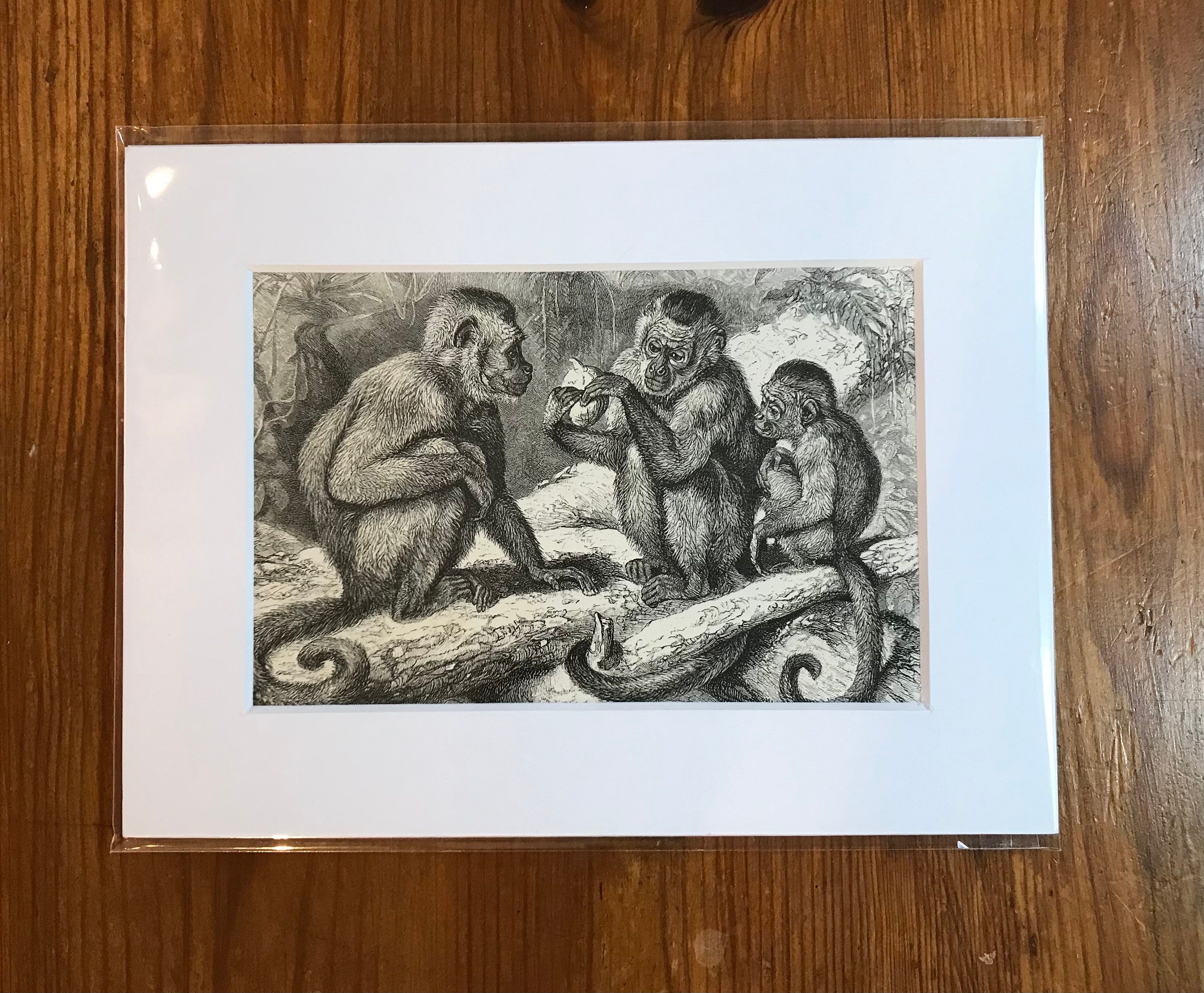 Mounted Original Print - The Weeper Capuchin or Sai