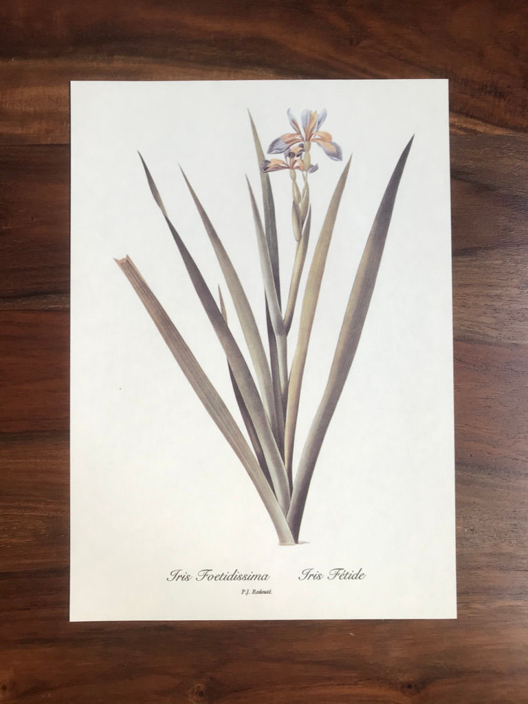 Redouté: Iris Foetidissima