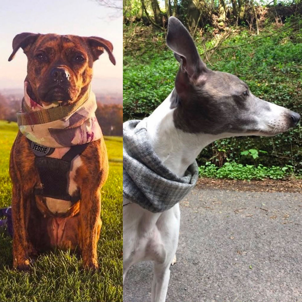 Thumbnail: TH034 "Hollyrood" Tweed Dog Snood