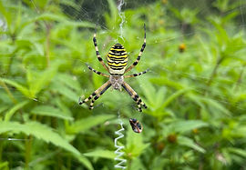 Wasp Spider seen on North Marsh 