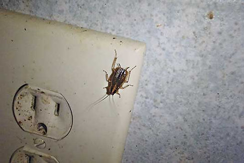 German_cockroach_535x358.jpg