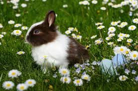 Vaccination Du Lapin De Compagnie