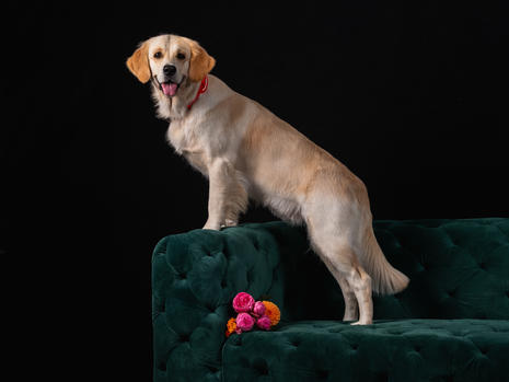 Dog shoot bearbeitet-3.jpeg