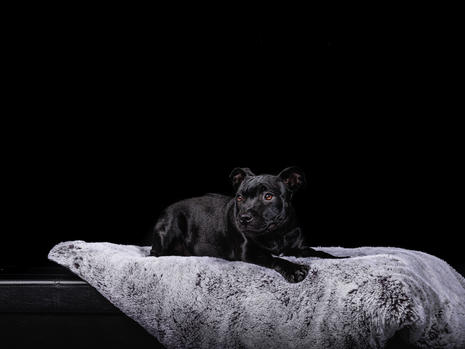 Dog shoot bearbeitet-16.jpeg
