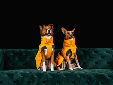 Dog shoot bearbeitet-25.jpeg