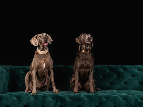Dog shoot bearbeitet-26.jpeg