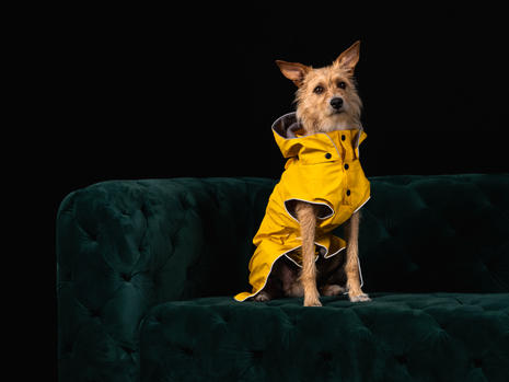 Dog shoot bearbeitet-6.jpeg