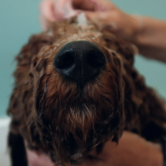 HUNDESTYLE BY NICOLE FINK
