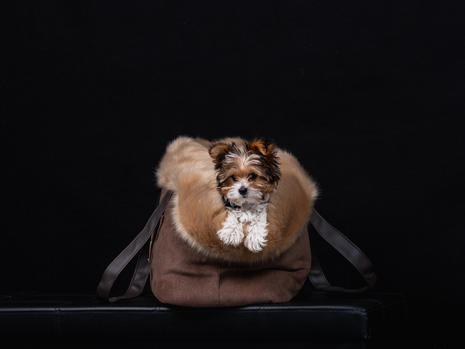 Dog shoot bearbeitet-19.jpeg
