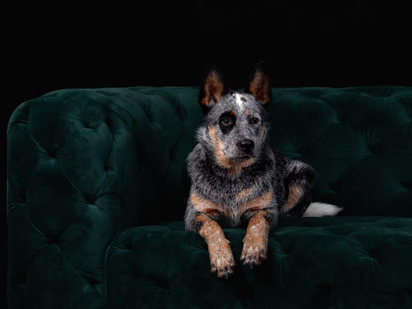 Dog shoot bearbeitet-4.jpeg