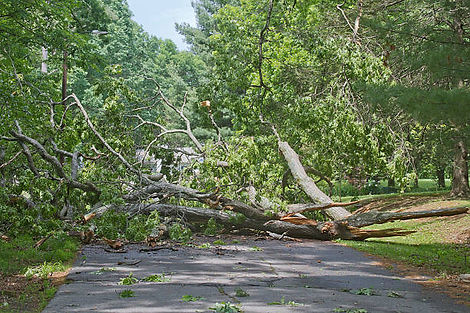 tree debris .jpeg