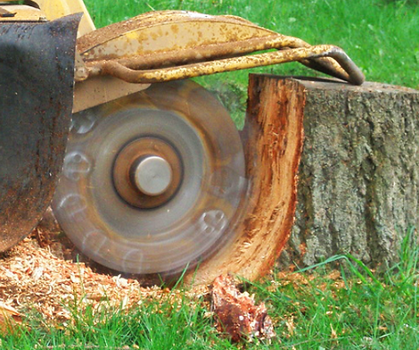 tree removal and stump grinding .png
