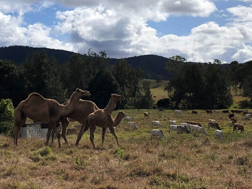 The Camels are here!