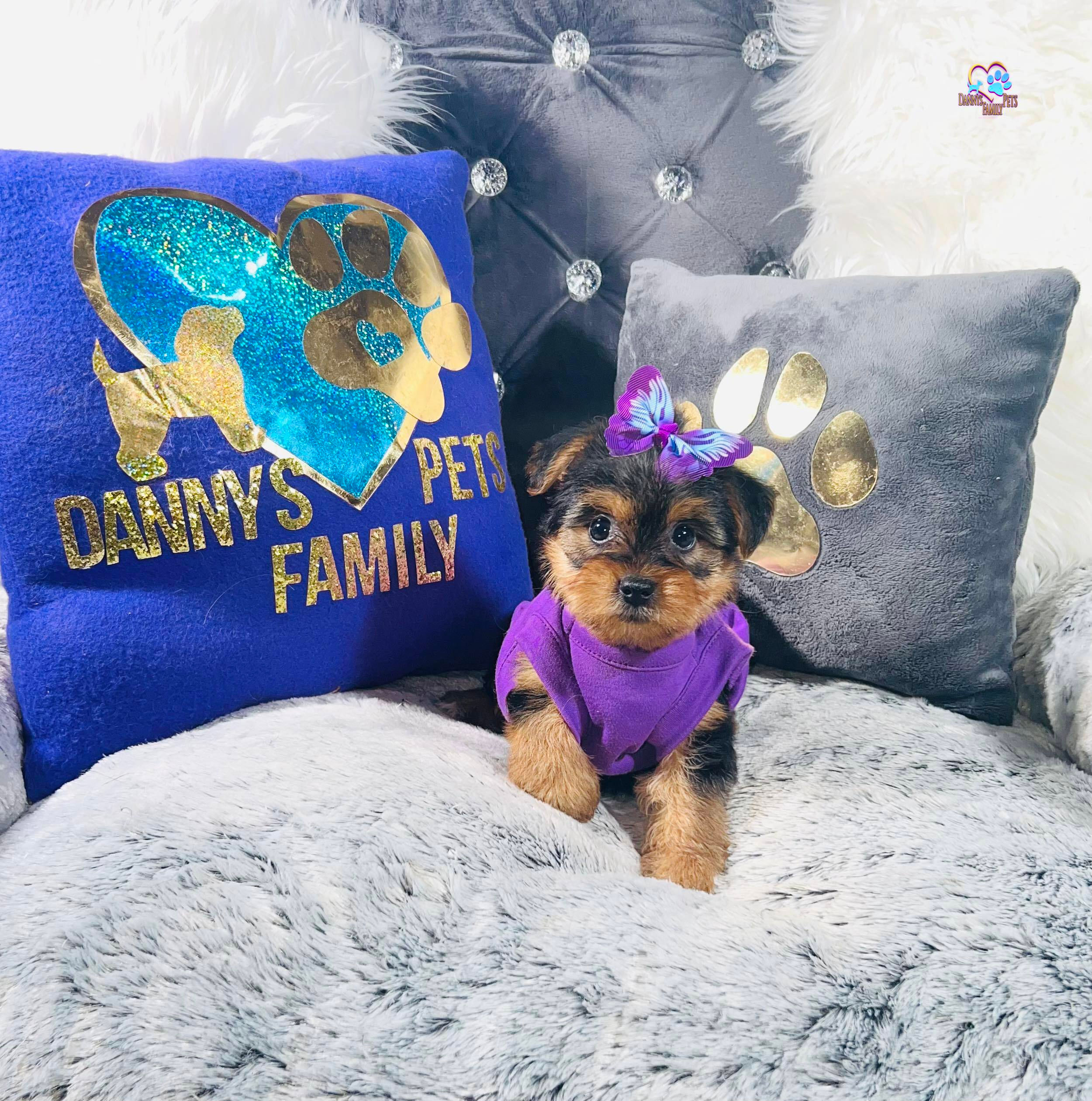 Lala-Female |Yorkshire Terrier